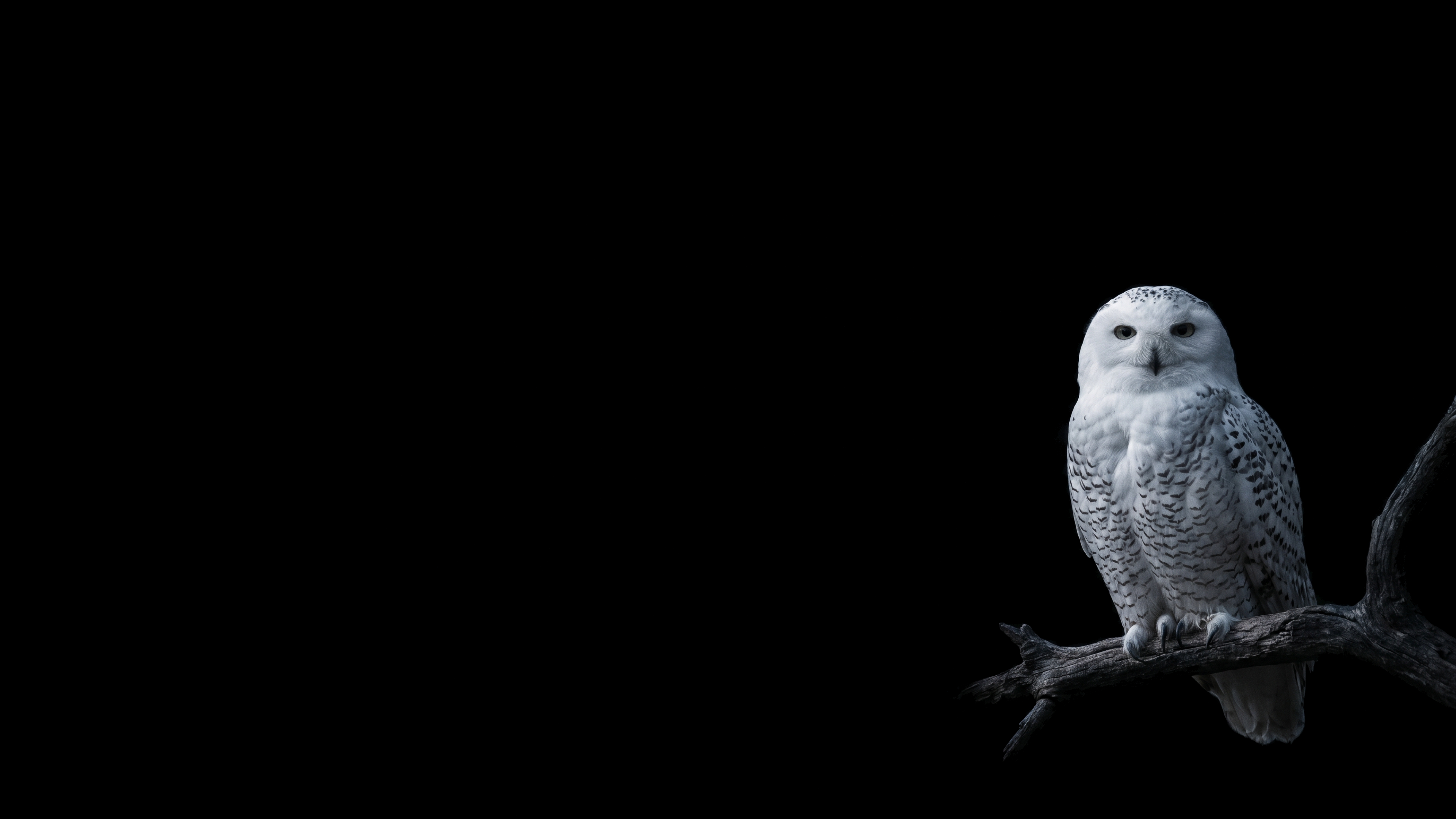 White Owl Perched In Darkness